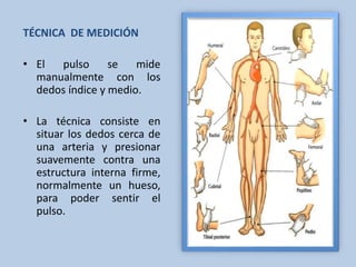 TÉCNICA DE MEDICIÓN
• El pulso se mide
manualmente con los
dedos índice y medio.
• La técnica consiste en
situar los dedos cerca de
una arteria y presionar
suavemente contra una
estructura interna firme,
normalmente un hueso,
para poder sentir el
pulso.
 