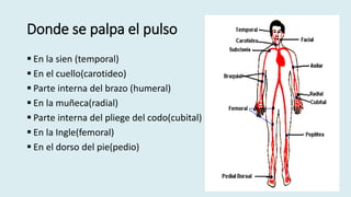 Donde se palpa el pulso
 En la sien (temporal)
 En el cuello(carotideo)
 Parte interna del brazo (humeral)
 En la muñeca(radial)
 Parte interna del pliege del codo(cubital)
 En la Ingle(femoral)
 En el dorso del pie(pedio)
 