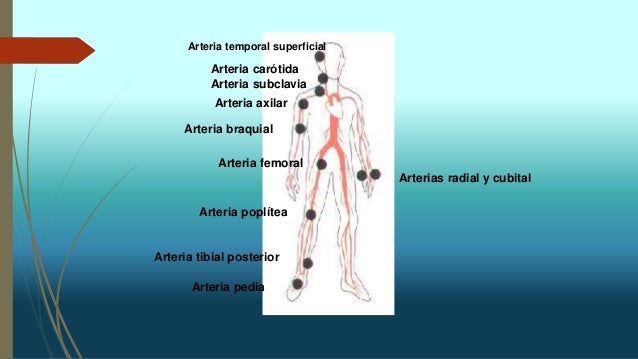 Pulso arterial