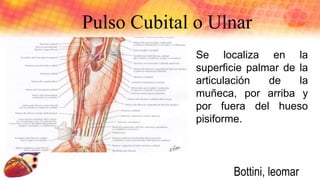 Pulso Cubital o Ulnar
Se localiza en la
superficie palmar de la
articulación de la
muñeca, por arriba y
por fuera del hueso
pisiforme.
Bottini, leomar
 