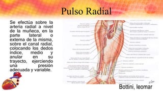 Se efectúa sobre la
arteria radial a nivel
de la muñeca, en la
parte lateral o
externa de la misma,
sobre el canal radial,
colocando los dedos
índice, medio y
anular en su
trayecto, ejerciendo
una presión
adecuada y variable.
Pulso Radial
Bottini, leomar
 
