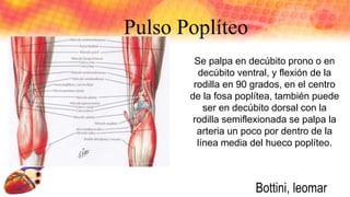 Pulso Poplíteo
Se palpa en decúbito prono o en
decúbito ventral, y flexión de la
rodilla en 90 grados, en el centro
de la fosa poplítea, también puede
ser en decúbito dorsal con la
rodilla semiflexionada se palpa la
arteria un poco por dentro de la
línea media del hueco poplíteo.
Bottini, leomar
 