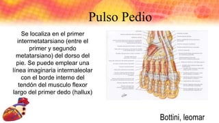 Pulso Pedio
Se localiza en el primer
intermetatarsiano (entre el
primer y segundo
metatarsiano) del dorso del
pie. Se puede emplear una
línea imaginaria intermaleolar
con el borde interno del
tendón del musculo flexor
largo del primer dedo (hallux)
Bottini, leomar
 