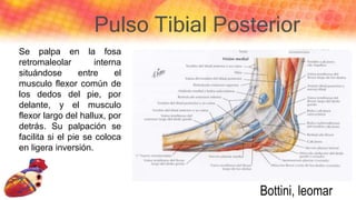 Pulso Tibial Posterior
Se palpa en la fosa
retromaleolar interna
situándose entre el
musculo flexor común de
los dedos del pie, por
delante, y el musculo
flexor largo del hallux, por
detrás. Su palpación se
facilita si el pie se coloca
en ligera inversión.
Bottini, leomar
 