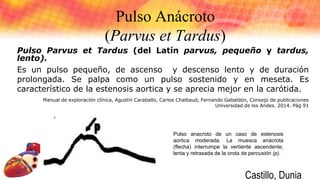 Pulso Anácroto
(Parvus et Tardus)
Pulso Parvus et Tardus (del Latín parvus, pequeño y tardus,
lento).
Es un pulso pequeño, de ascenso y descenso lento y de duración
prolongada. Se palpa como un pulso sostenido y en meseta. Es
característico de la estenosis aortica y se aprecia mejor en la carótida.
Manual de exploración clínica, Agustín Caraballo, Carlos Chalbaud, Fernando Gabaldón, Consejo de publicaciones
Universidad de los Andes. 2014. Pág 91
Pulso anacroto de un caso de estenosis
aortica moderada. La muesca anácrota
(flecha) interrumpe la vertiente ascendente,
lenta y retrasada de la onda de percusión (p).
Castillo, Dunia
 