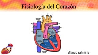 Blanco rahinine
Fisiología del Corazón
 