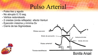 Pulso Arterial
- Pulso liso y agudo
- No abrupto 0,13 seg.
- Vértice redondeado
- 2 crestas (onda reflejada) efecto Venturi
- Eyección máxima y mínima Sv
- Cierre de las Sigmoideas
Bonilla Angel
 