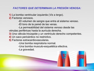 FACTORES QUE DETERMINAN LA PRESIÓN VENOSA:
1) La bomba ventricular izquierda (Vis a tergo).
2) Factores venosos.
-El volumen de sangre que entra al sistema venoso.
-El tono de la pared de las venas.
-La permeabilidad del sistema venoso desde las
vénulas periféricas hasta la aurícula derecha.
3) Una válvula tricúspide y un ventrículo derecho competentes.
4) Un saco pericárdico no restrictivo.
5) Factores extracardiovasculares.
-Una bomba respiratoria normal.
-Una bomba musculo-esquelética efectiva.
-La gravedad.

 