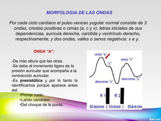 MORFOLOGíA DE LAS ONDAS
Por cada ciclo cardíaco el pulso venoso yugular normal consiste de 3
ondas, crestas positivas o cimas (a, c y v), letras iniciales de sus
dependencias, aurícula derecha, carótida y ventrículo derecho,
respectivamente; y dos ondas, valles o senos negativos: x e y.
ONDA “A”:
-De más altura que las otras.
-Se debe al incremento ligero de la
presión auricular que acompaña a la
contracción auricular.
-Es presistólica y por lo tanto la
identificamos porque aparece antes
del:
•Primer ruido.
•Latido carotideo.
•Del choque de la punta.

 