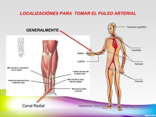 LOCALIZACIÓNES PARA TOMAR EL PULSO ARTERIAL

GENERALMENTE

Canal Radial

 
