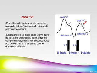 ONDA “V”:
 
-Por el llenado de la aurícula derecha 
(onda de estasis), mientras la tricúspide 
permanece cerrada.
-Normalmente se inicia en la última parte 
de la sístole ventricular, poco antes del 
componente pulmonar del segundo ruido 
P2, pero la máxima amplitud ocurre 
durante la diástole

 