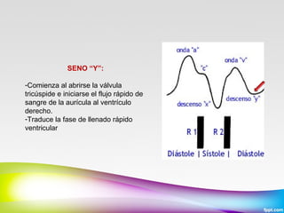 SENO “Y”:
 
-Comienza al abrirse la válvula 
tricúspide e iniciarse el flujo rápido de 
sangre de la aurícula al ventrículo 
derecho.
-Traduce la fase de llenado rápido 
ventricular 

 