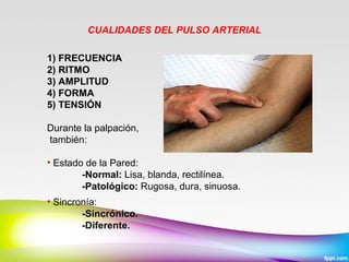 CUALIDADES DEL PULSO ARTERIAL
1) FRECUENCIA
2) RITMO
3) AMPLITUD
4) FORMA
5) TENSIÓN
Durante la palpación,
también:
• Estado de la Pared:
-Normal: Lisa, blanda, rectilínea.
-Patológico: Rugosa, dura, sinuosa.
• Sincronía:
-Sincrónico.
-Diferente.

 