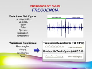 Variaciones Fisiológicas:
La respiración.
La edad.
Sexo.
Talla.
Ejercicio.
Excitación .
Emociones.
Variaciones Patológicas:
Hemorragias.
Fiebre.
Infecciones.
Dolor.

Taquicardia/Taquisfigmia (>90 P.P.M)
Bradicardia/Bradisfigmia (<60 P.P.M)

 