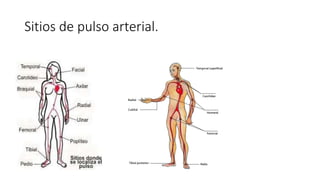 Sitios de pulso arterial.
 