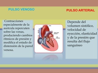 PULSO VENOSO PULSO ARTERIAL
Depende del
volumen sistólico,
velocidad de
eyección, elasticidad
y de la presión que
resulta del flujo
sanguíneo
Contracciones
especialmente de la
aurícula repercuten
sobre las venas,
produciendo cambios
rítmicos de presión y
modifica el estado de
distensión de la pared
venosa.