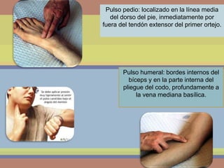 Pulso pedio: localizado en la línea media
del dorso del pie, inmediatamente por
fuera del tendón extensor del primer ortejo.
Pulso humeral: bordes internos del
bíceps y en la parte interna del
pliegue del codo, profundamente a
la vena mediana basílica.