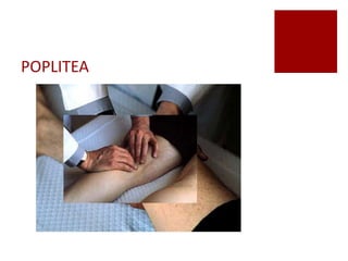 POPLITEA
 