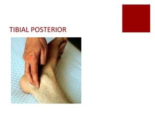 TIBIAL POSTERIOR
 