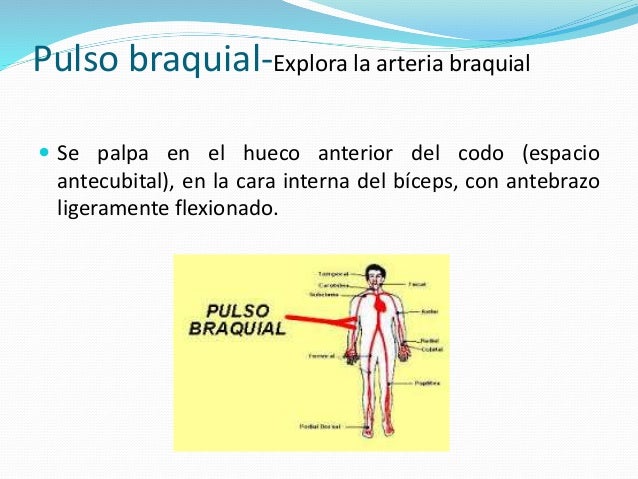 Pulso braquial-Explora la arteria braquial 
 Se palpa en el hueco anterior del codo (espacio 
antecubital), en la cara in...
