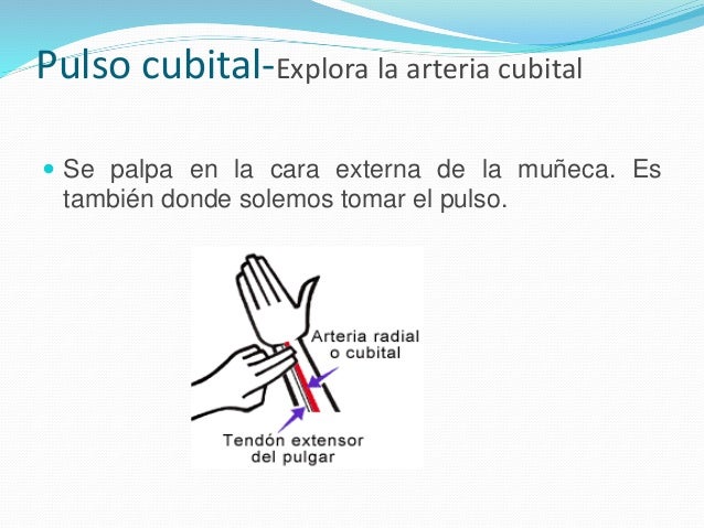 Pulso cubital-Explora la arteria cubital 
 Se palpa en la cara externa de la muñeca. Es 
también donde solemos tomar el p...