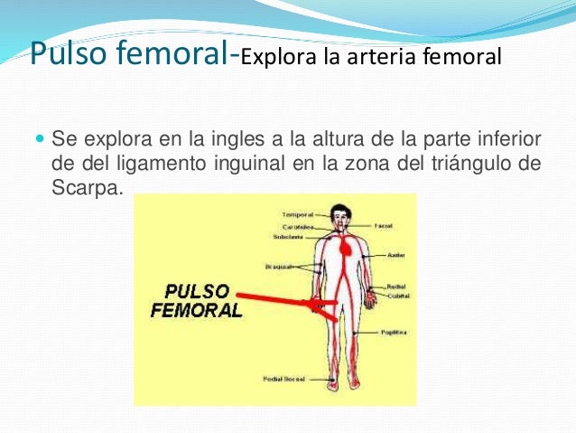 Pulso femoral-Explora la arteria femoral 
 Se explora en la ingles a la altura de la parte inferior 
de del ligamento ing...