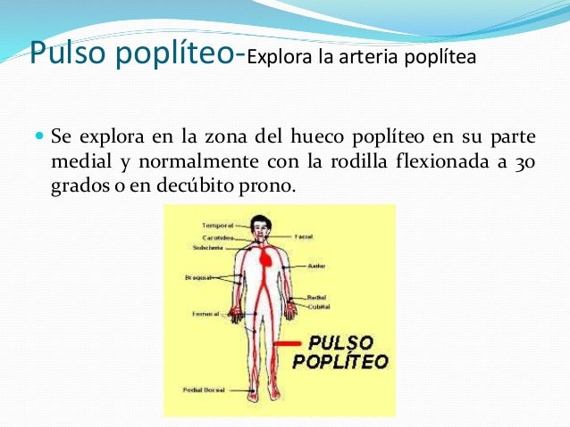 Pulso poplíteo-Explora la arteria poplítea 
 Se explora en la zona del hueco poplíteo en su parte 
medial y normalmente c...