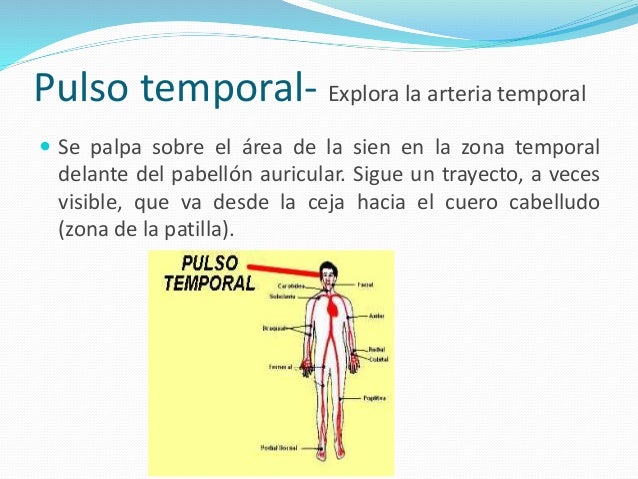 Pulso temporal- Explora la arteria temporal 
 Se palpa sobre el área de la sien en la zona temporal 
delante del pabellón...