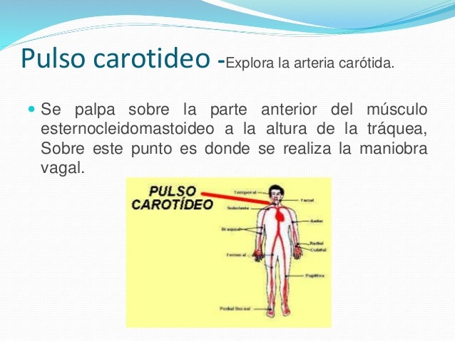 Pulso carotideo -Explora la arteria carótida. 
 Se palpa sobre la parte anterior del músculo 
esternocleidomastoideo a la...