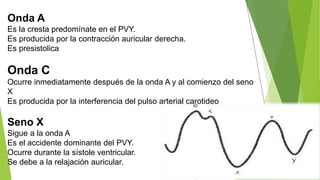 Onda A
Es la cresta predomínate en el PVY.
Es producida por la contracción auricular derecha.
Es presistolica
Onda C
Ocurre inmediatamente después de la onda A y al comienzo del seno
X
Es producida por la interferencia del pulso arterial carotideo
Seno X
Sigue a la onda A
Es el accidente dominante del PVY.
Ocurre durante la sístole ventricular.
Se debe a la relajación auricular.
 