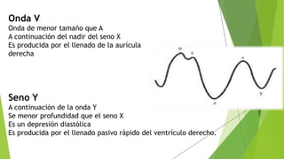 Onda V
Onda de menor tamaño que A
A continuación del nadir del seno X
Es producida por el llenado de la aurícula
derecha
Seno Y
A continuación de la onda Y
Se menor profundidad que el seno X
Es un depresión diastólica
Es producida por el llenado pasivo rápido del ventrículo derecho.
 