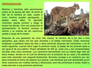 REPRODUCCIÓN Machos y hembras sólo permanecen juntos en la época del celo. Al sentir el olor de la hembra en celo, cuatro o cinco machos pueden perseguirla, y pelean entre ellos. El ejemplar victorioso copula primero y luego lo hacen los demás. Una vez producido el apareamiento, la hembra rechaza al macho y la crianza de los cachorros queda a cargo de la madre.  Después de una gestación de unos tres meses, la hembra da a luz dos o tres pequeños, que nacen con los ojos cerrados y el pelaje manchado. Estas manchas empiezan a palidecer hacia las diez o doce semanas después del nacimiento, y en el otoño siguiente, cuando tiene lugar la primera muda, el pelaje de los jóvenes pasa a ser igual al de sus padres. Pesan alrededor de 400 gr. cada una y son amamantadas durante unas cinco semanas. Los cachorros permanecen con su madre algo más de doce meses, tiempo en el cual los alimenta con el producto de su caza y los adiestra para este menester con especial dedicación, llevando consigo a un cachorro por vez para mostrarle la forma de obtener sus presas. Las hembras que han alumbrado ya en otras ocasiones son madres tiernas y afectuosas, pero las primerizas a veces matan y hasta devoran a sus primeros cachorros.  