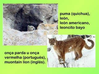 onça parda u onça vermelha (portugués), muontain lion (inglés). puma (quichua), león,  león americano, leoncito bayo 
