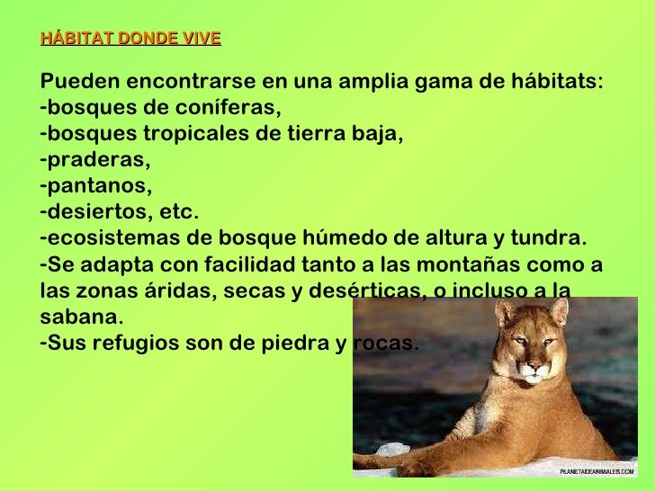 Colgar Guardería túnel cartella parete Aspettatelo puma chileno donde vive - agingtheafricanlion.org Colgar Guardería túnel cartella parete Aspettatelo puma chileno donde vive - agingtheafricanlion.org