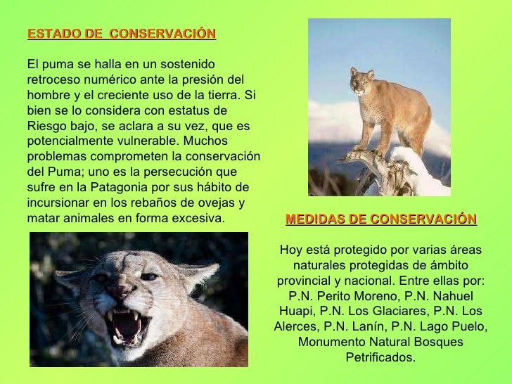 caracteristicas del puma