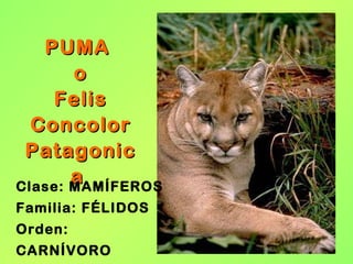 PUMA  o Felis Concolor Patagonica  Clase: MAMÍFEROS Familia: FÉLIDOS Orden: CARNÍVORO 