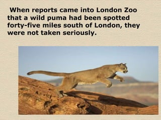 When reports came into London Zoo that a wild puma had been spotted forty-five miles south of London, they were not taken seriously.   