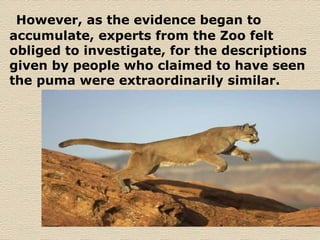 However, as the evidence began to accumulate, experts from the Zoo felt obliged to investigate, for the descriptions given by people who claimed to have seen the puma were extraordinarily similar.   