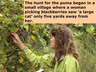 The hunt for the puma began in a small village where a woman picking blackberries saw 'a large cat' only five yards away from her.  