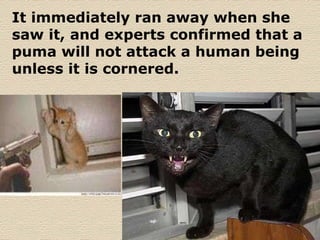 It immediately ran away when she saw it, and experts confirmed that a puma will not attack a human being unless it is cornered.  