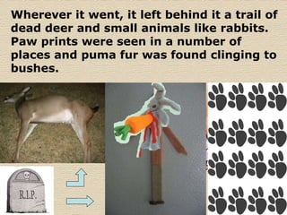 Wherever it went, it left behind it a trail of dead deer and small animals like rabbits. Paw prints were seen in a number of places and puma fur was found clinging to bushes.  