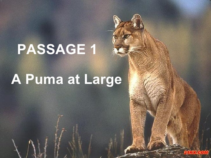a puma at large a puma at large