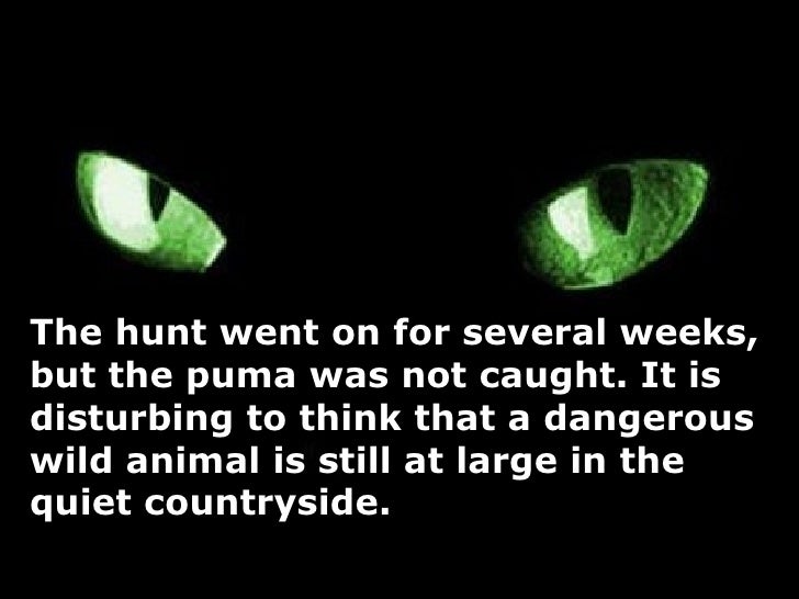 a puma at large