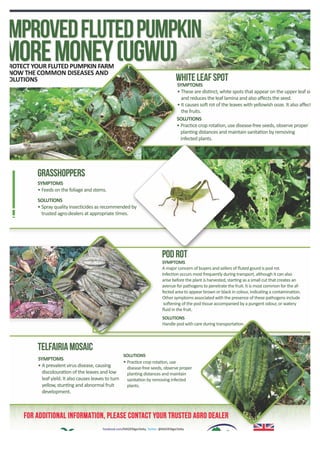 Pumpkin: Solutions to Pests and Diseases