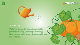 Watering
Watering the winter squash vegetable
plant twice a day (morning & evening).
Need ample water when flowers and fruits
are forming.
 