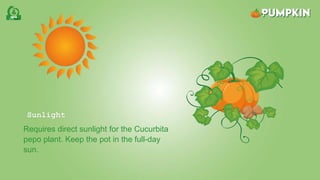 Sunlight
Requires direct sunlight for the Cucurbita
pepo plant. Keep the pot in the full-day
sun.
 