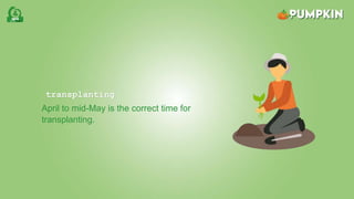 transplanting
April to mid-May is the correct time for
transplanting.
 