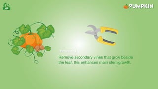 Pruning
Remove secondary vines that grow beside
the leaf, this enhances main stem growth.
 