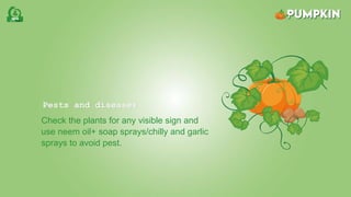 Pests and diseases
Check the plants for any visible sign and
use neem oil+ soap sprays/chilly and garlic
sprays to avoid pest.
 