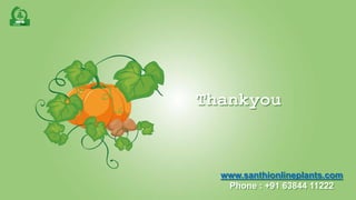 www.santhionlineplants.com
Phone : +91 63844 11222
Thankyou
 